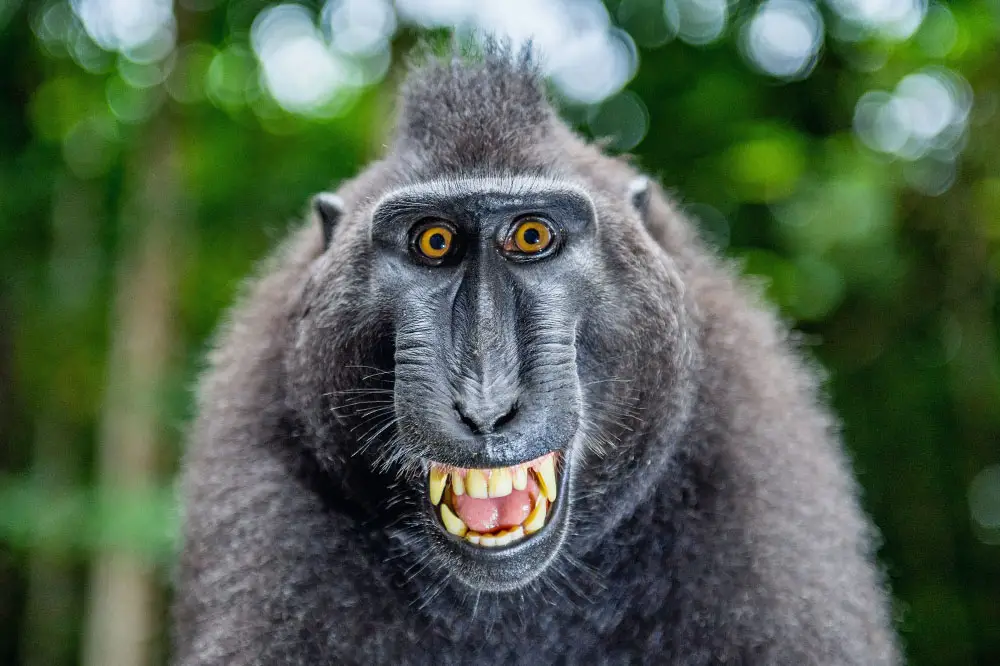 Crested black macaque with a creepy smile