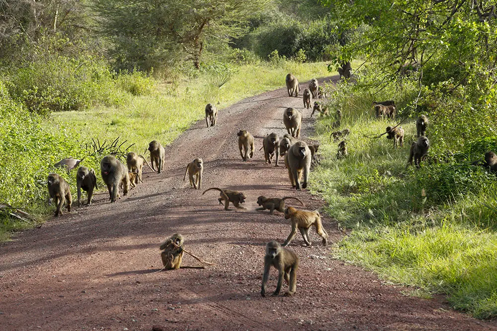 Large troop of Anubis baboons