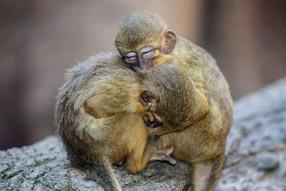 Pair of Gabon talapoins cuddling