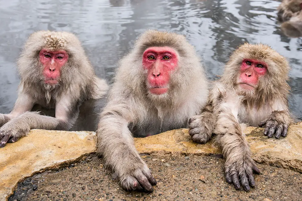 A group of Japanese macaques taking a bath in a hot spring