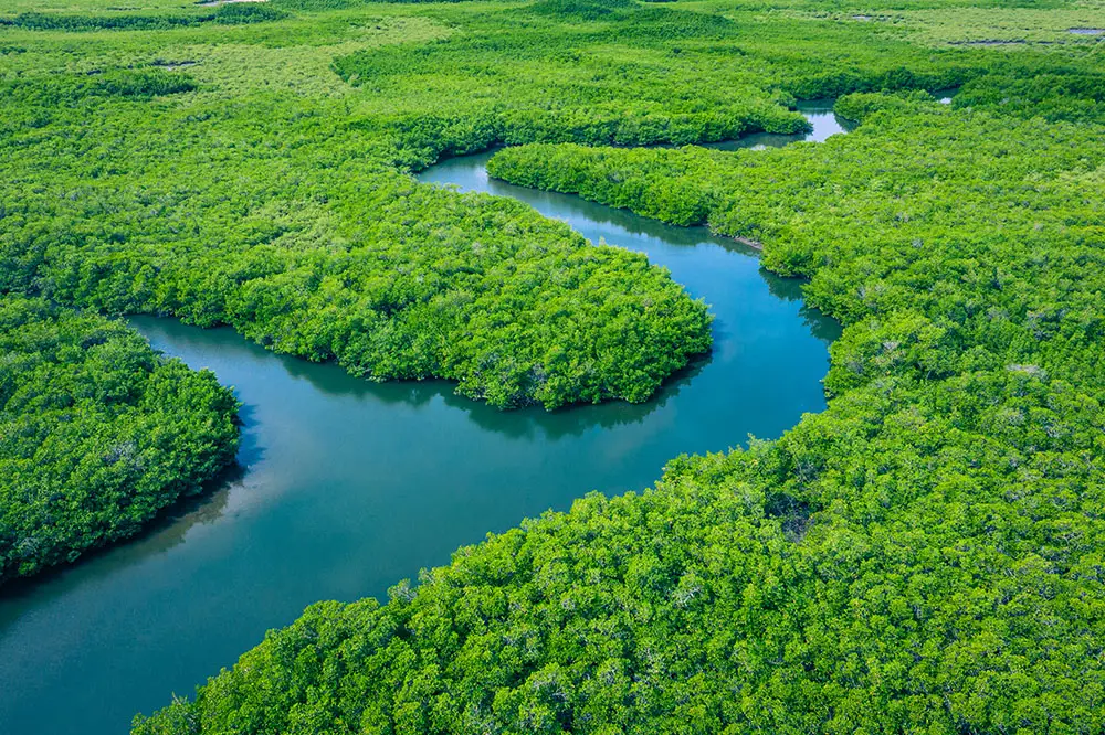 Aerial view of mangrove forest in Gambia