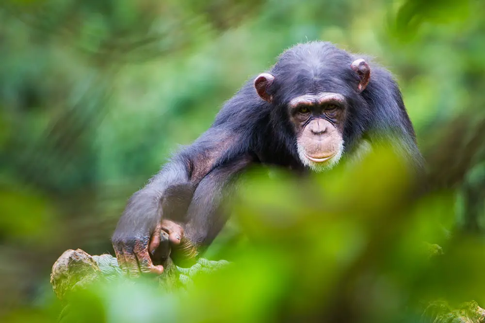 Chimpanzee in Sierra Leone