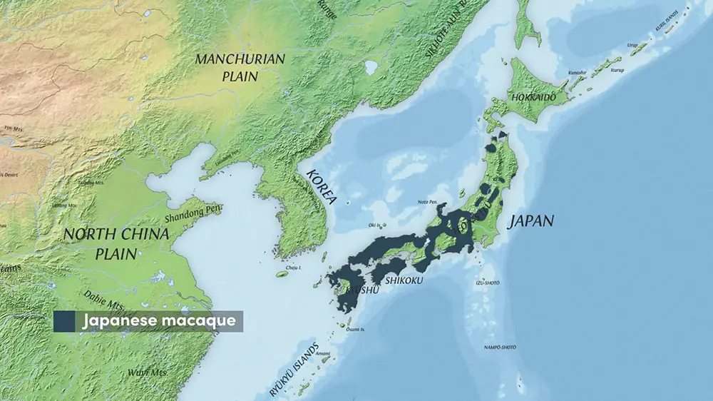 The range of the Japanese Macaque