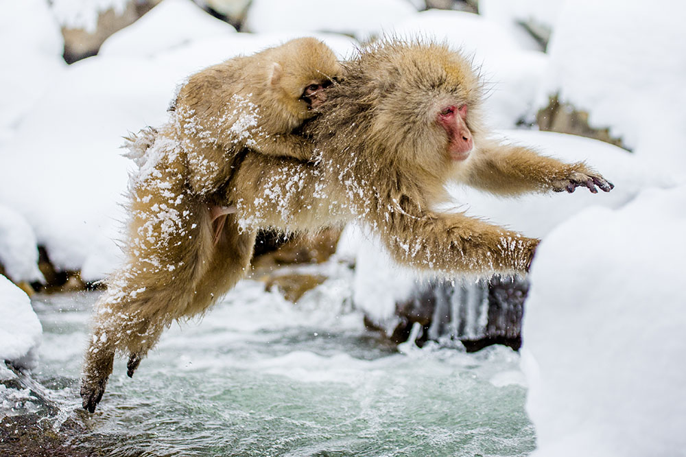 Mother Japanese macaque carrying baby