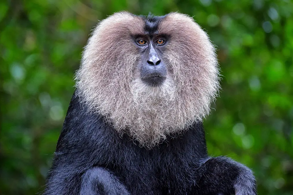 A Magnificent lion-tailed macaque