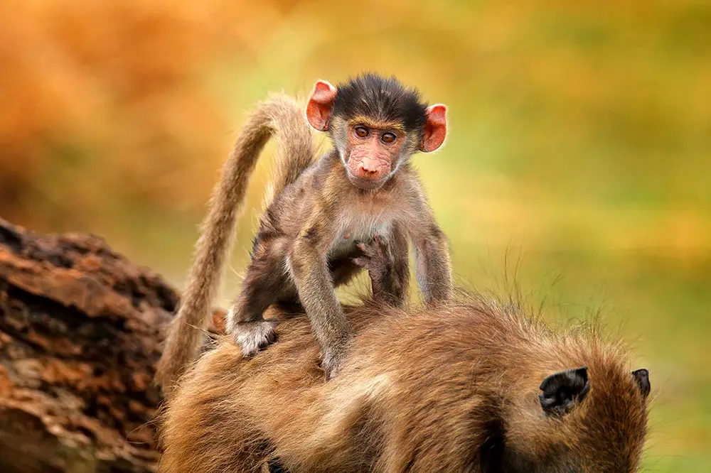 Chacma baboon mother and infant in Moremi, Okavango Delta, Botswana