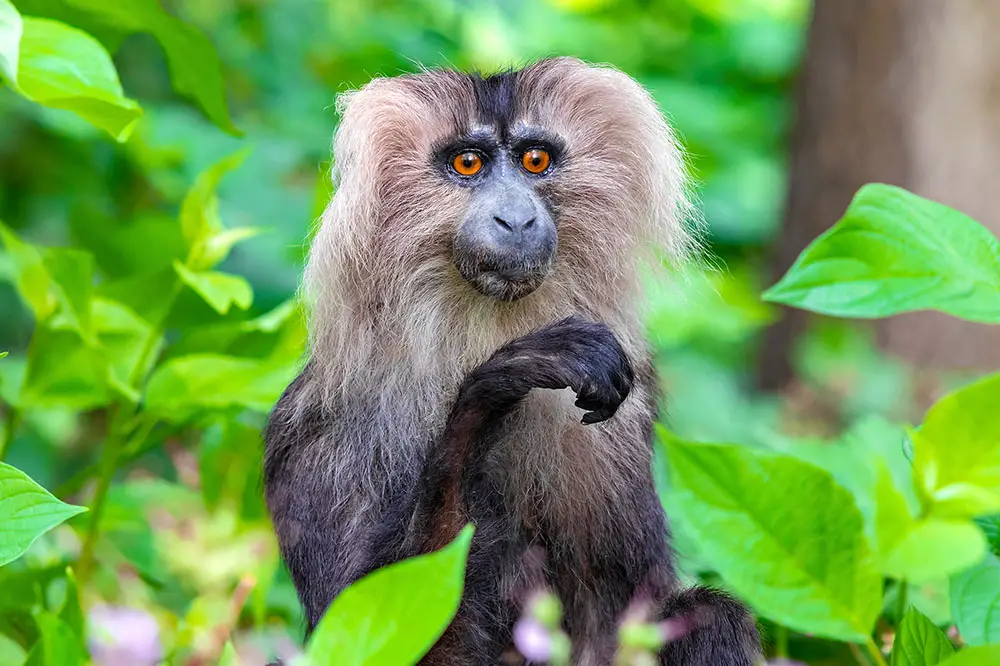 Funny not-so magnificent lion-tailed macaque