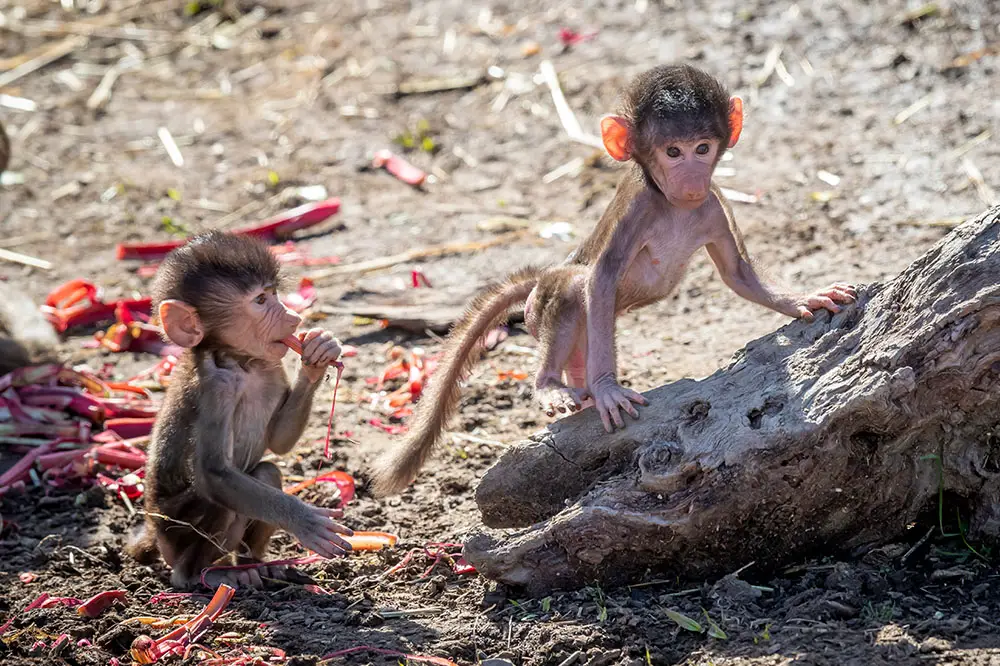 Hamadryas baboon babies