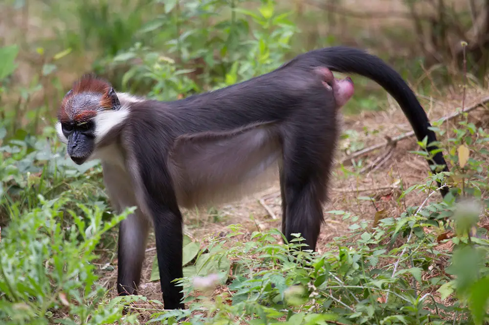 Red-capped or collared mangabey