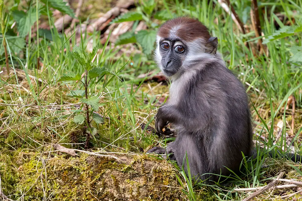 Young collared mangabey foraging for food