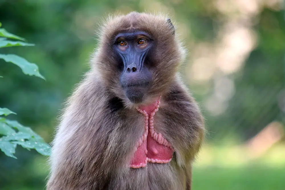 Female bleeding heart baboon