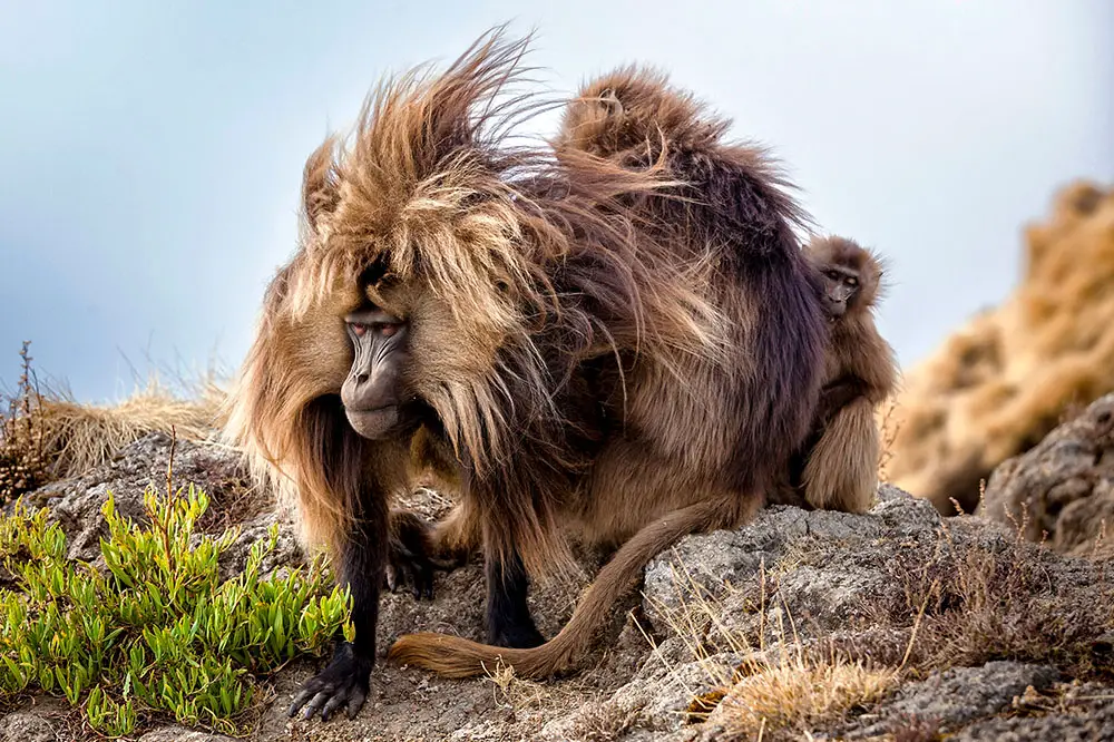 Male gelada with large mane