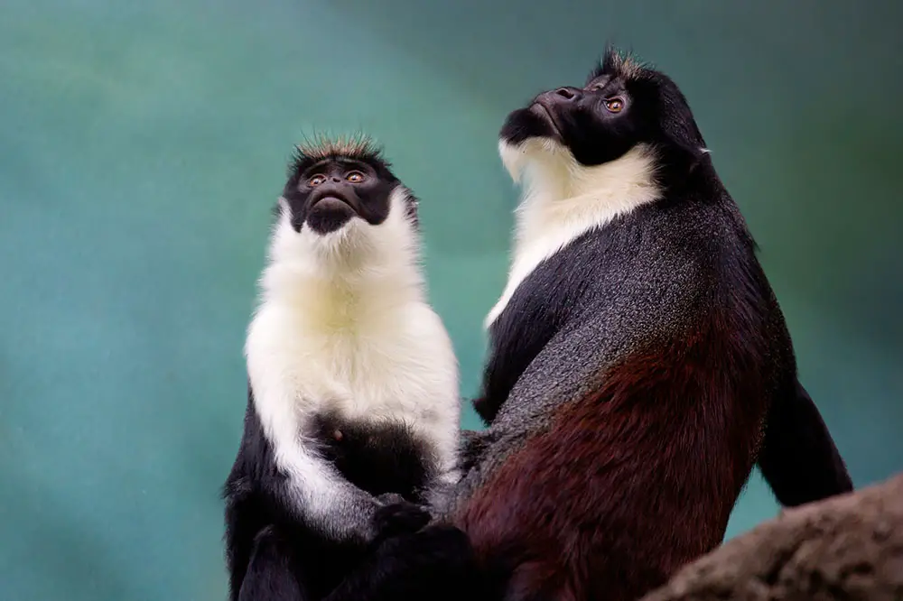 Pair of Diana monkeys