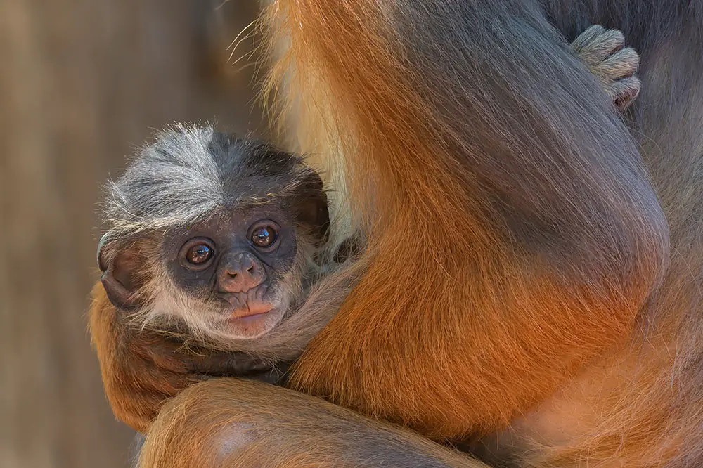 Baby western red colobus