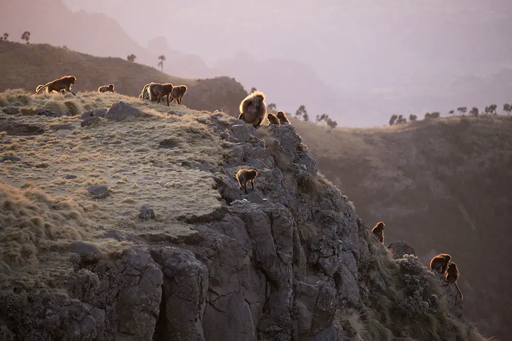 Troop of gelada baboons on a cliff face