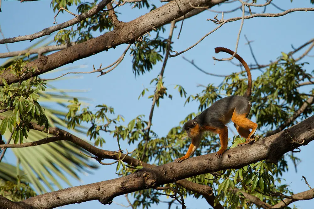 Western Red Colobus in the trees