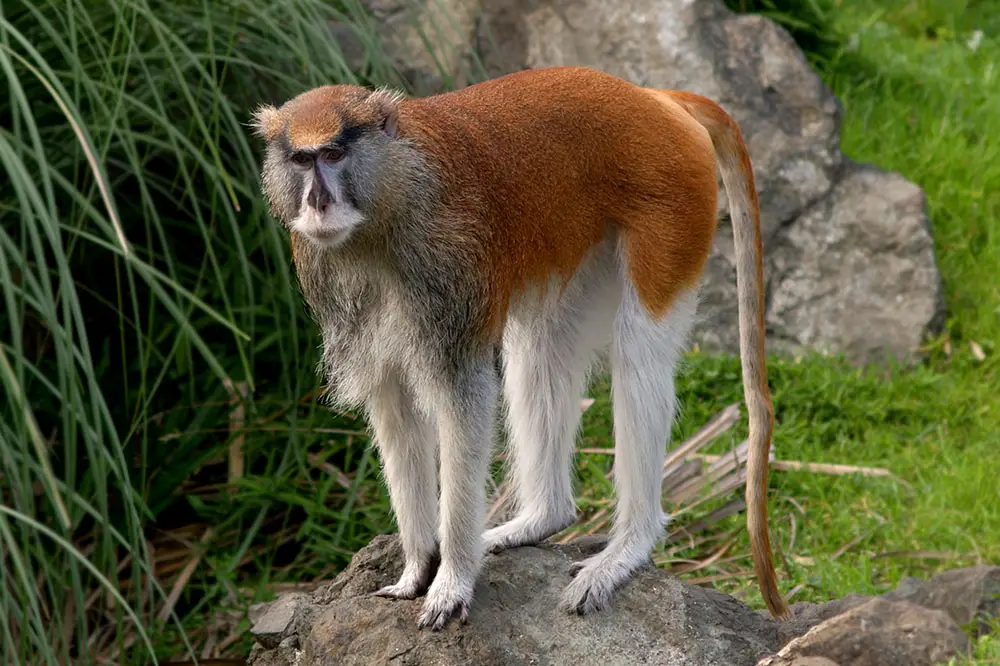 Adult patas monkey