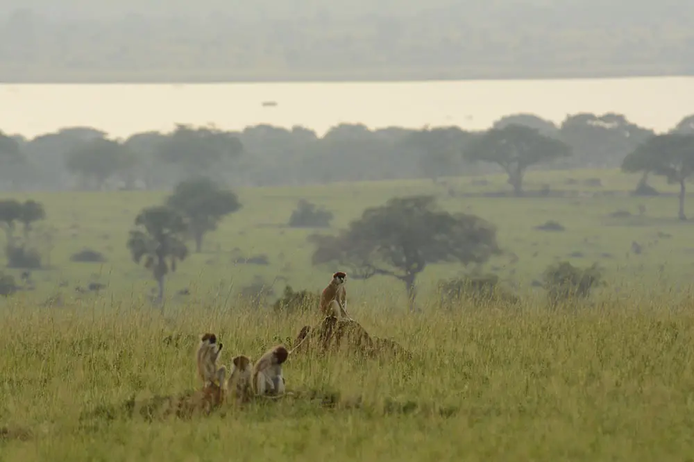 Patas monkeys in the grasslands of West Africa