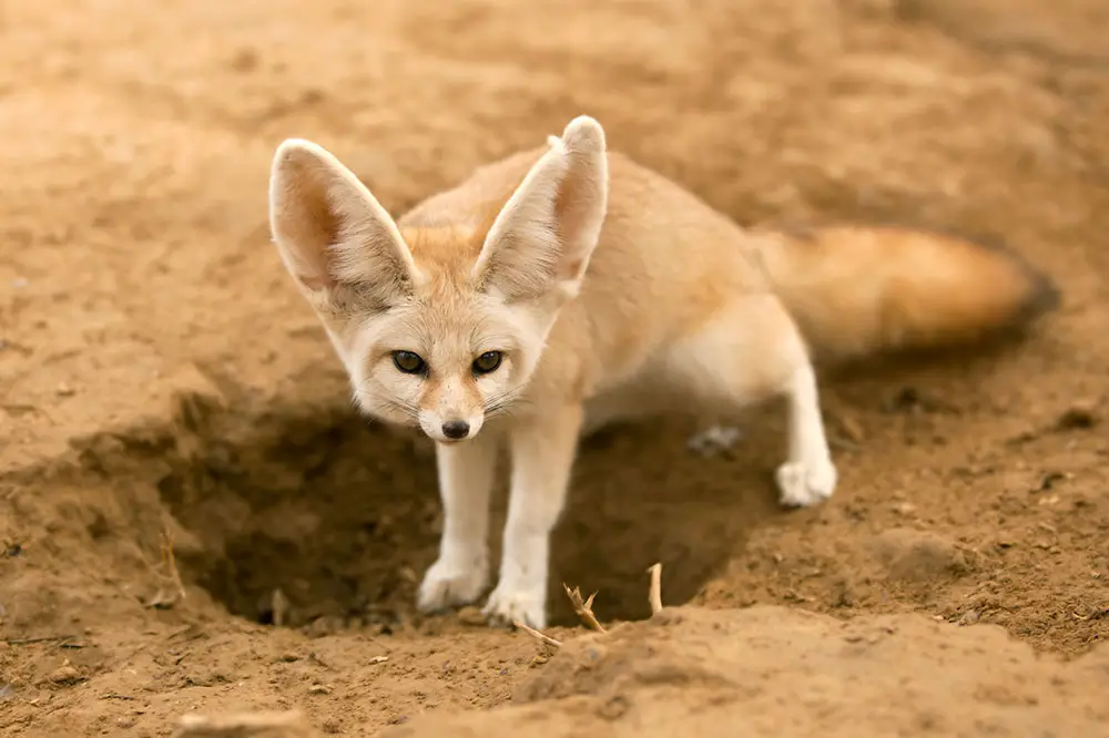 Fennec Fox in the desert