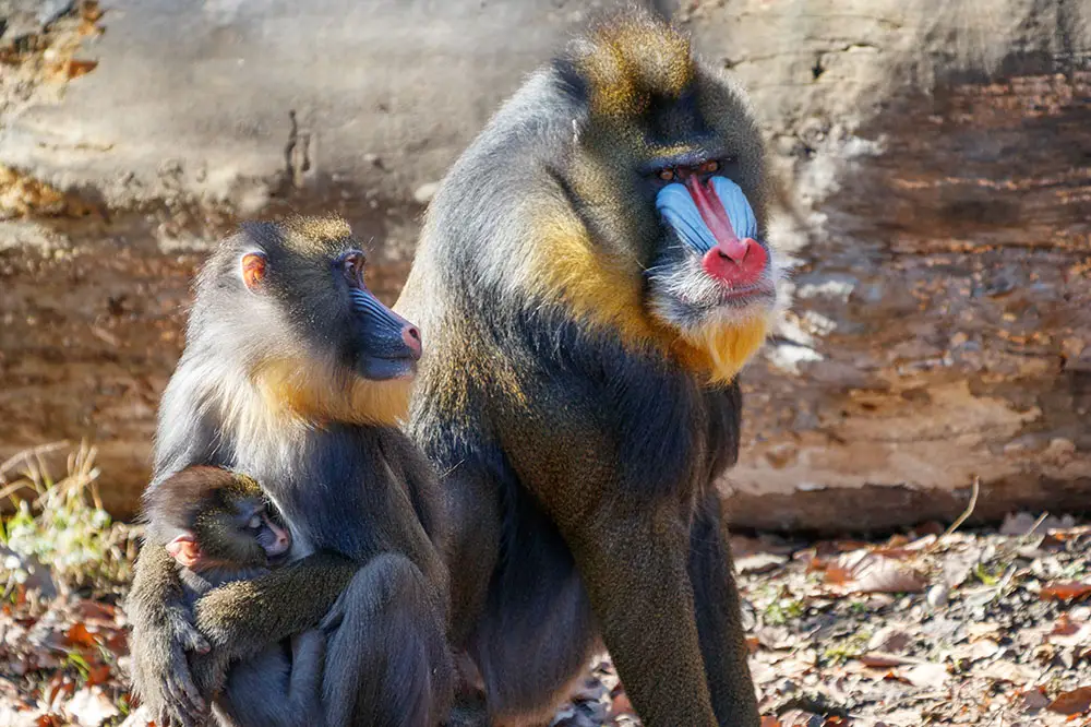 Mandrill family