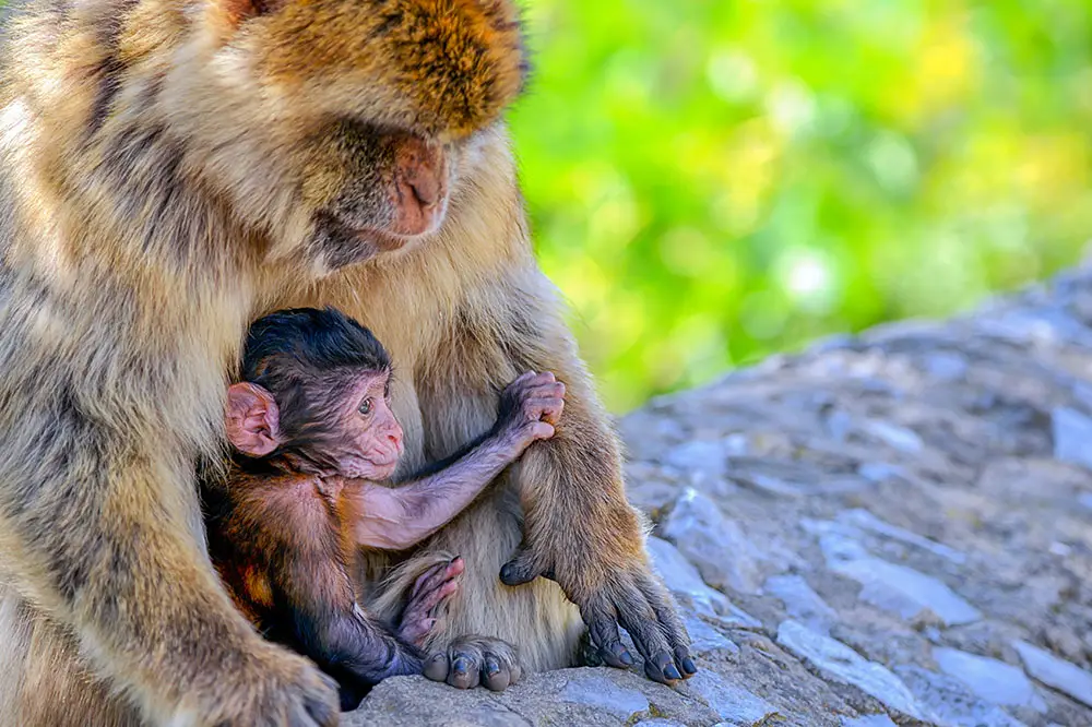 Barbary macaque infant suckling