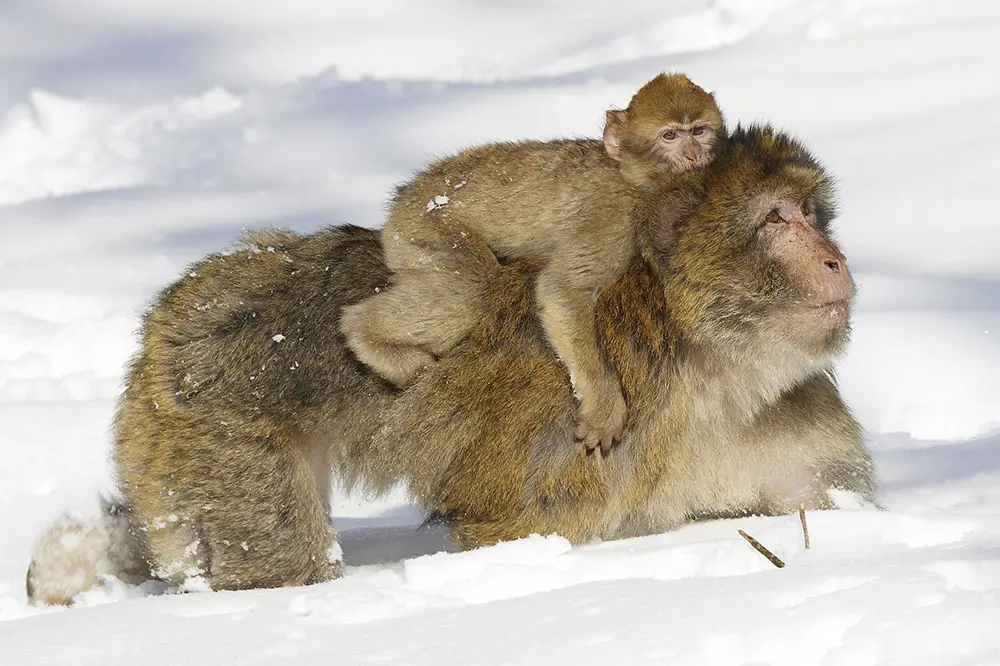 Barbary macaque with infant in winter
