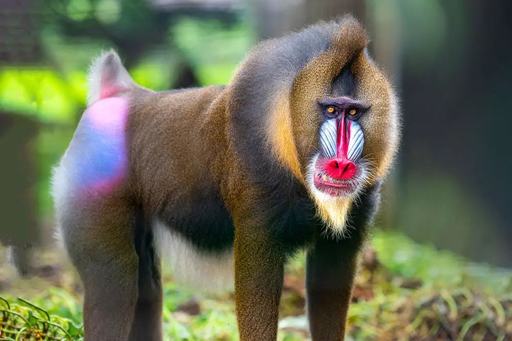 Colourful male mandrill