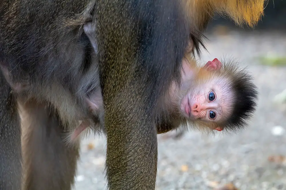 Adorable mandrill baby