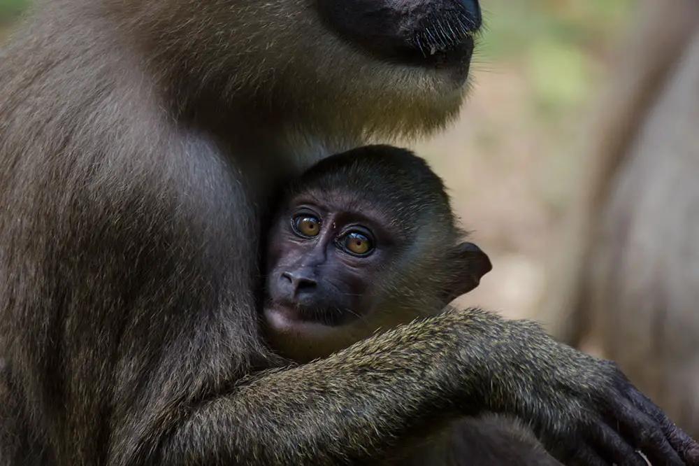 Drill infant in mother's arms