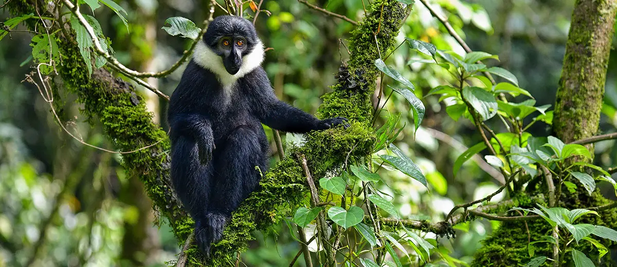 African Monkey Species