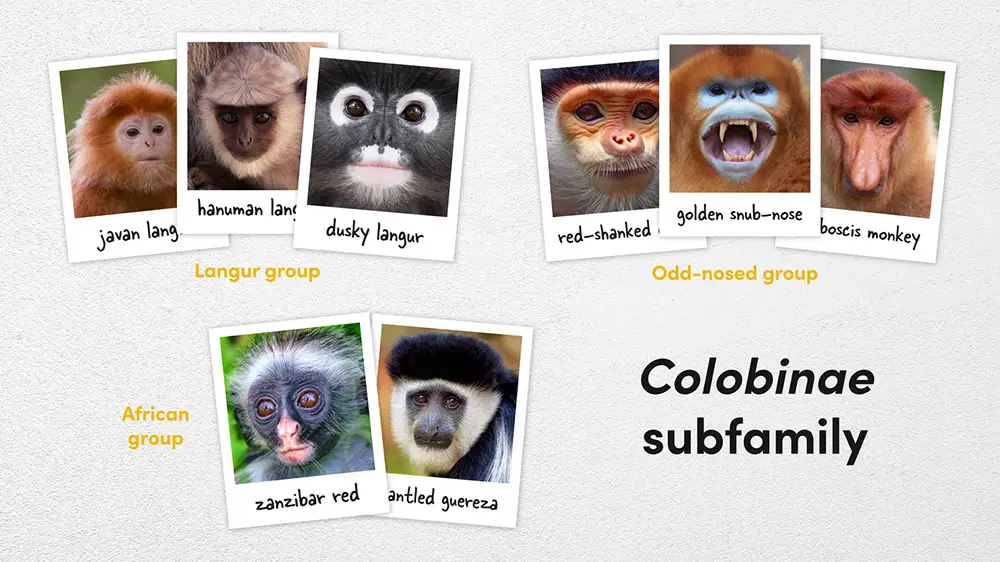 Colobinae Subfamily