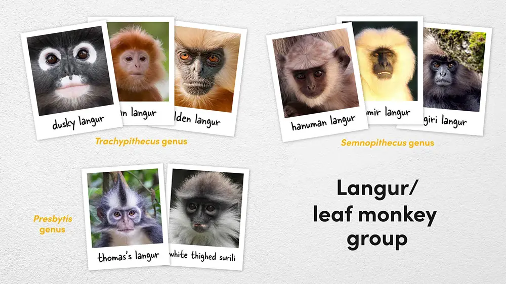 Langur Group