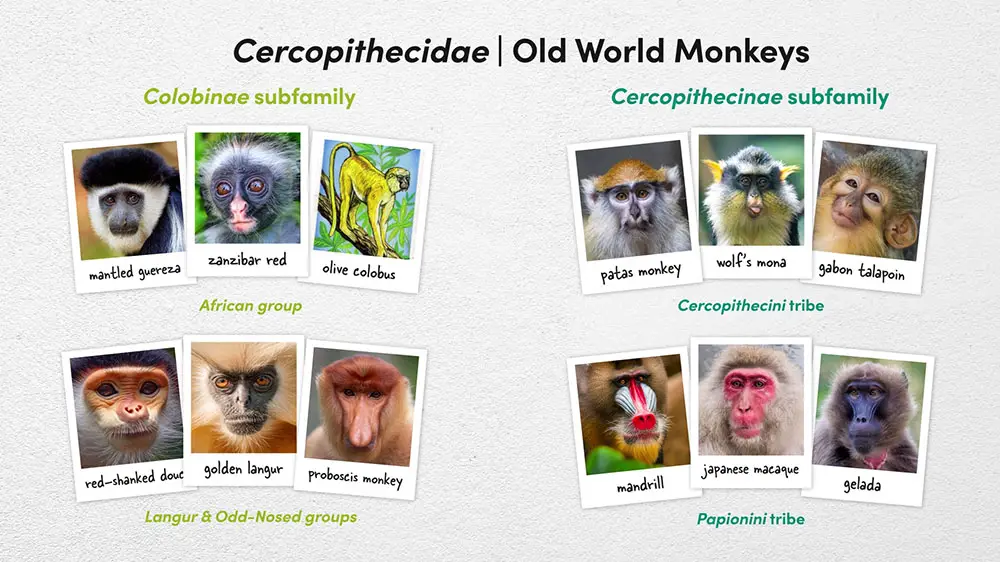 Old World Monkey Family