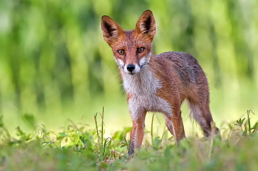 Red Fox with classic colouring