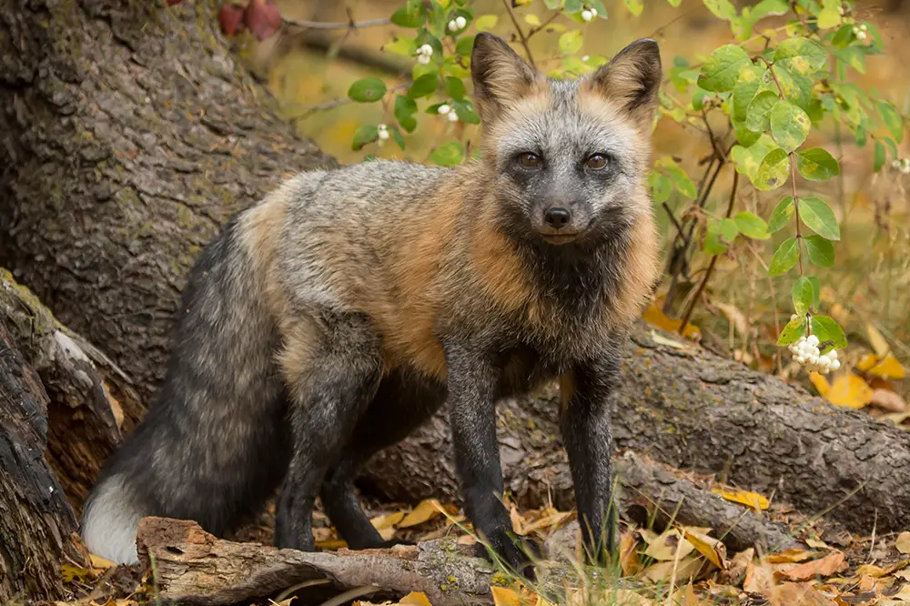 Cross fox - partially melanistic colour morph