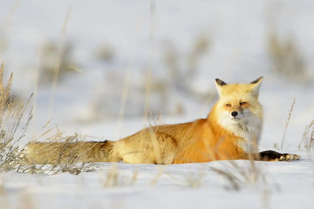 American red fox (Vulpes vulpes fulva)