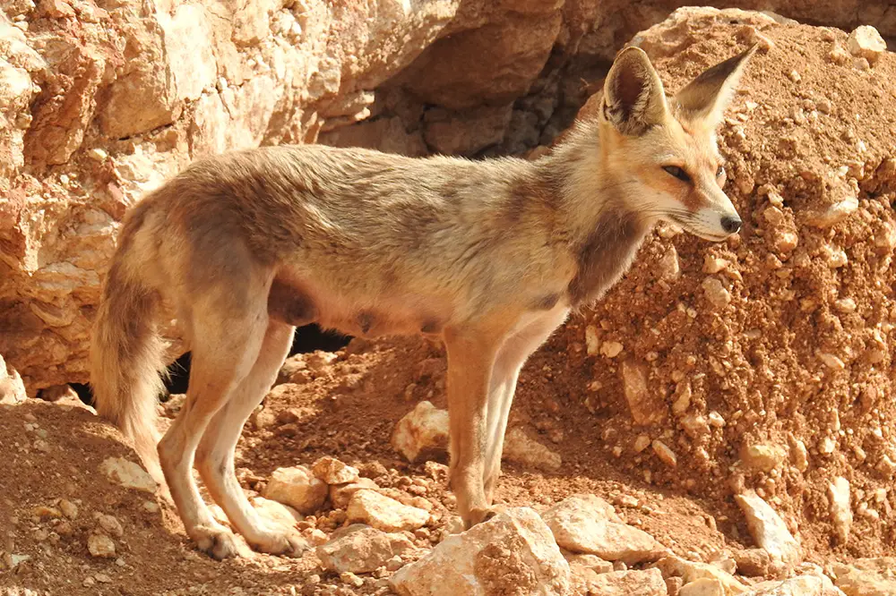 Arabian red fox (vulpes vulpes arabica)