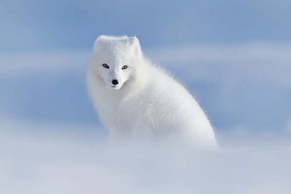 Arctic Fox with winter pelage