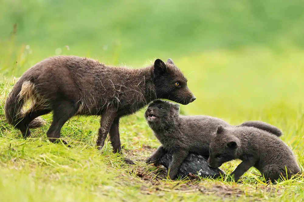 Arctic fox vixen with pups