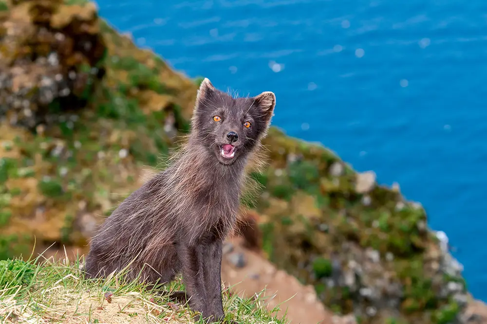 Pribilof Islands Arctic fox (vulpes lagopus pribilofensis)