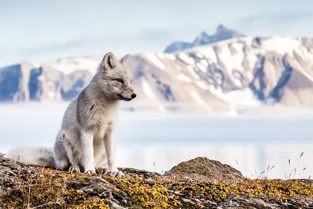 Arctic fox (vulpes lagopus)