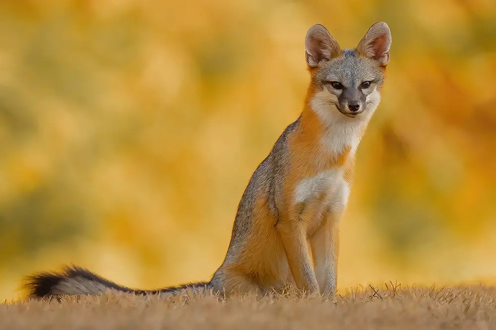 Grey Fox