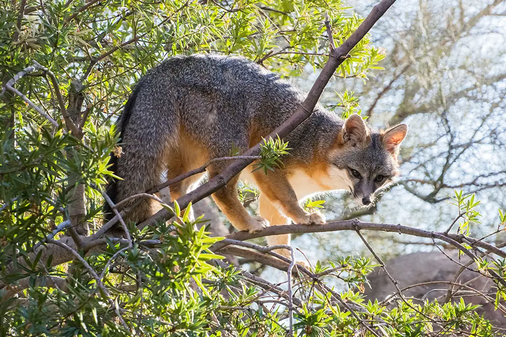 Grey fox climbing a tree