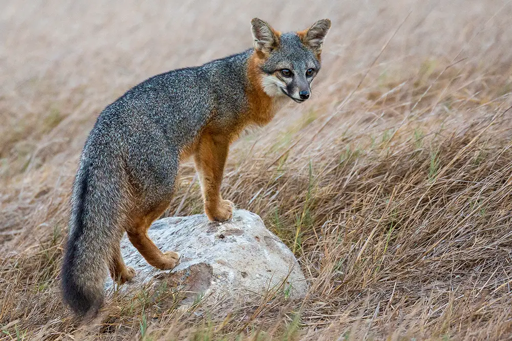 Island fox on the Channel Islands