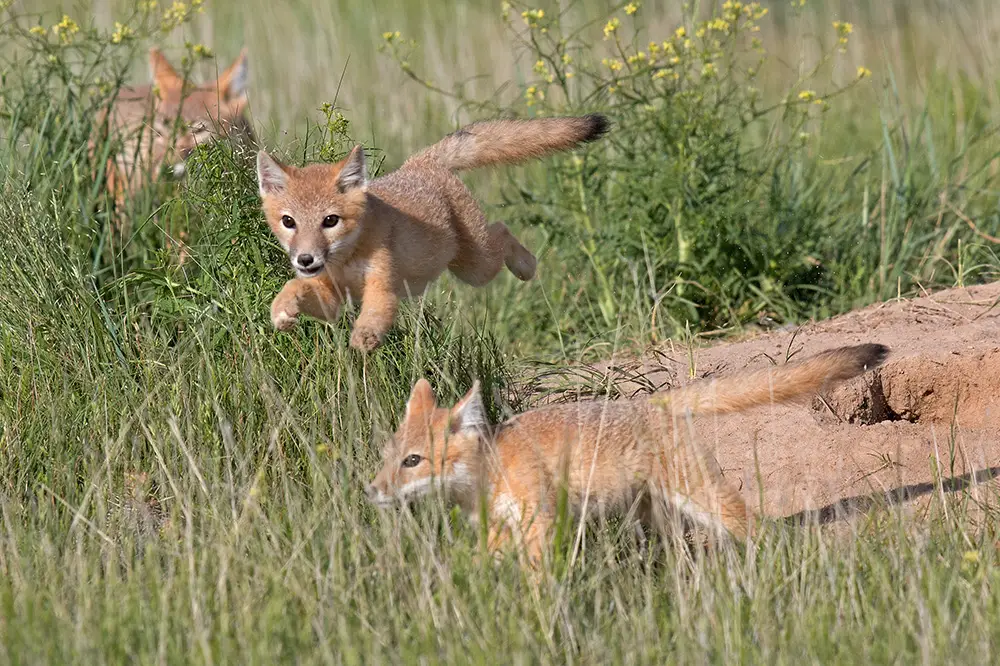 Swift fox pups