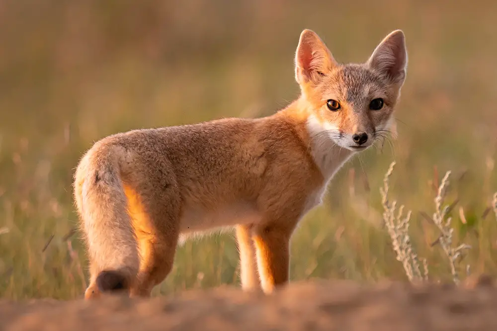 Swift fox in the prairies of North America