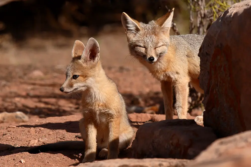 Kit fox vixen and pup