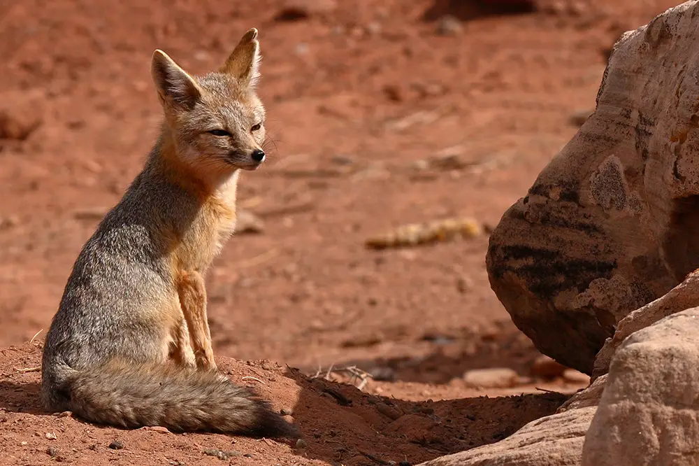 Kit fox in Utah desert