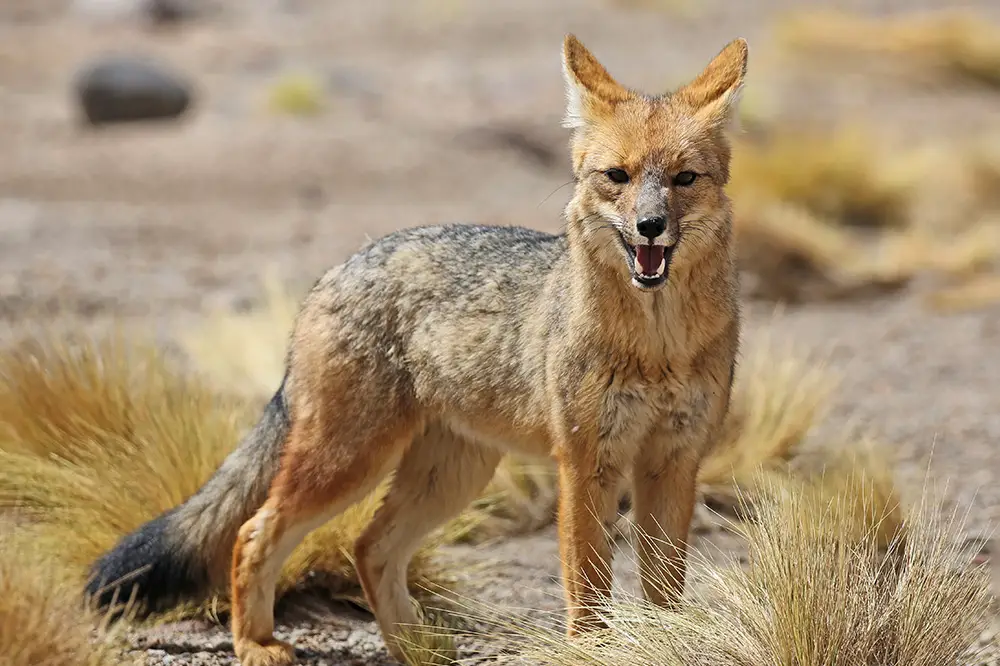 Andean fox the second largest species of fox