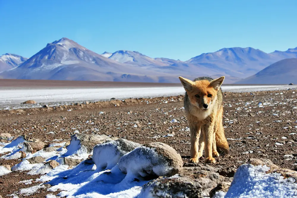 Culpeo in the Andes